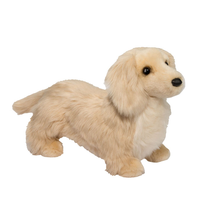 Douglas - Haisley Golden Dachshund